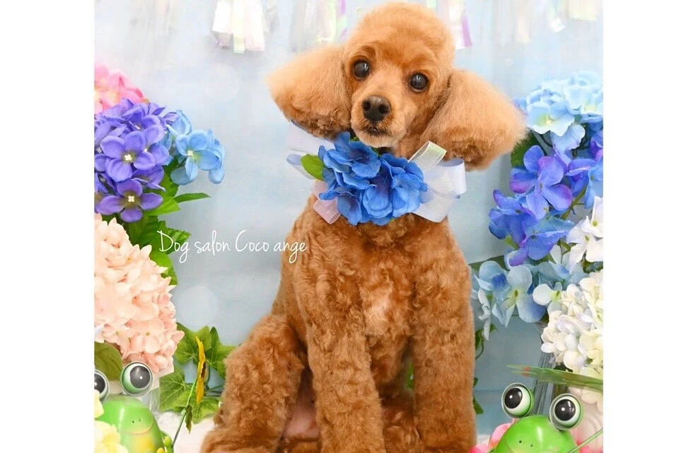 ブログ
