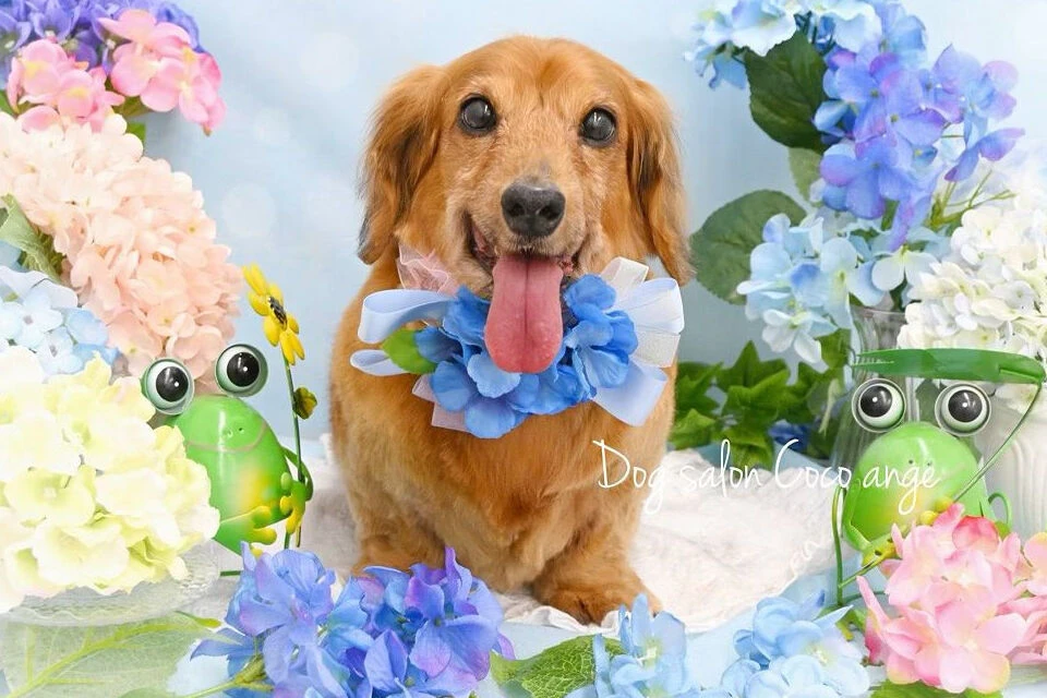 ブログ