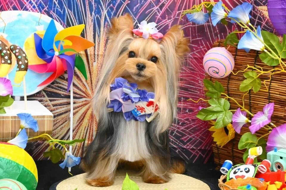ブログ