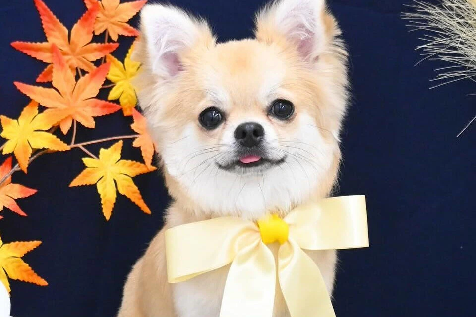 ブログ