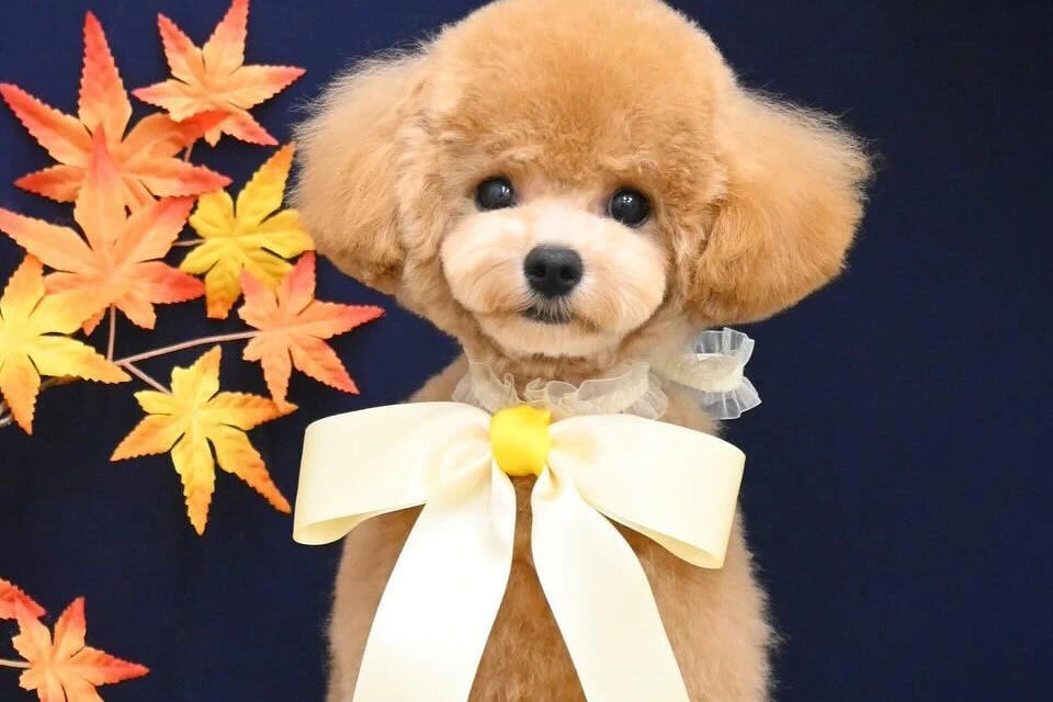 ブログ