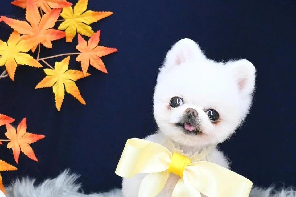 ブログ