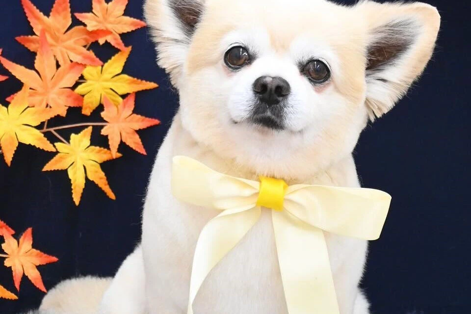 ブログ
