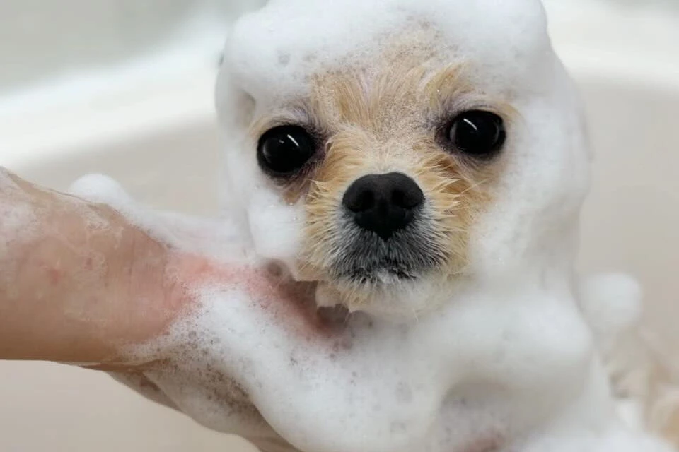 ブログ