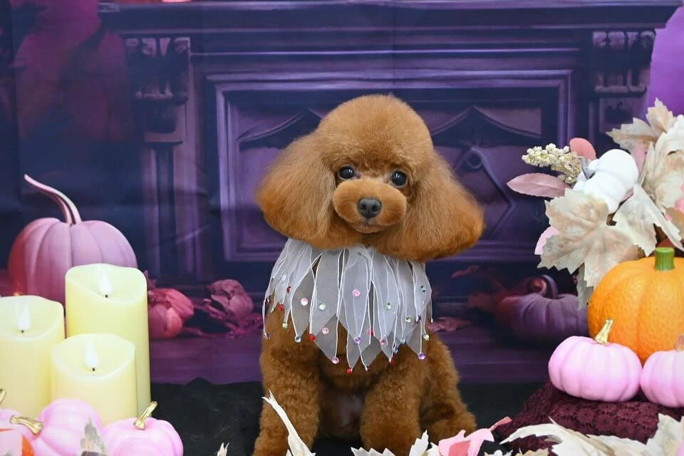 ブログ