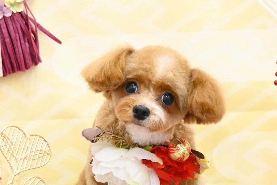 ブログ