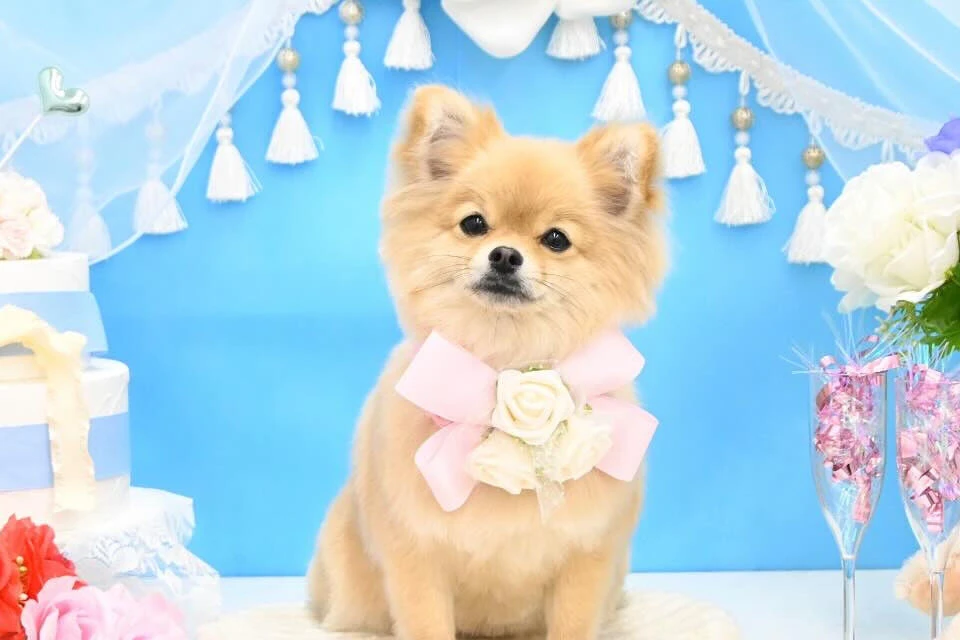 ブログ
