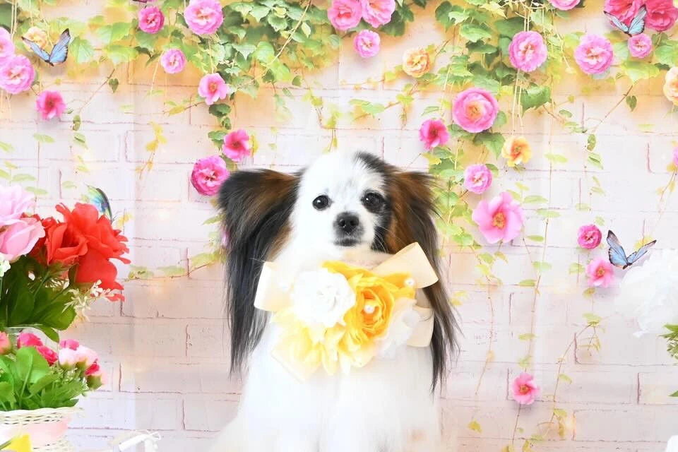 ブログ