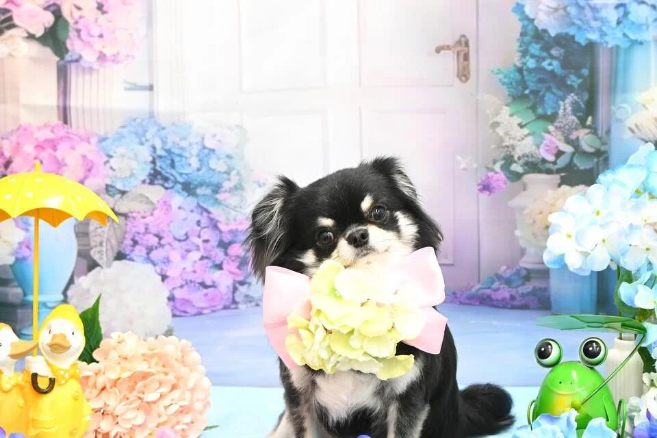 ブログ