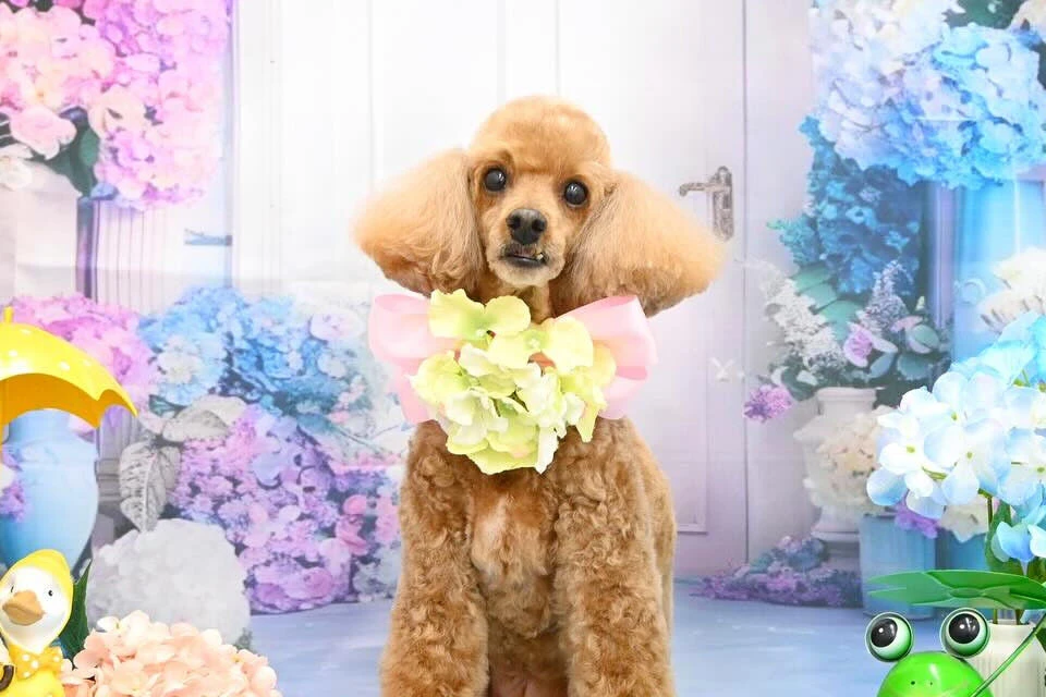 ブログ