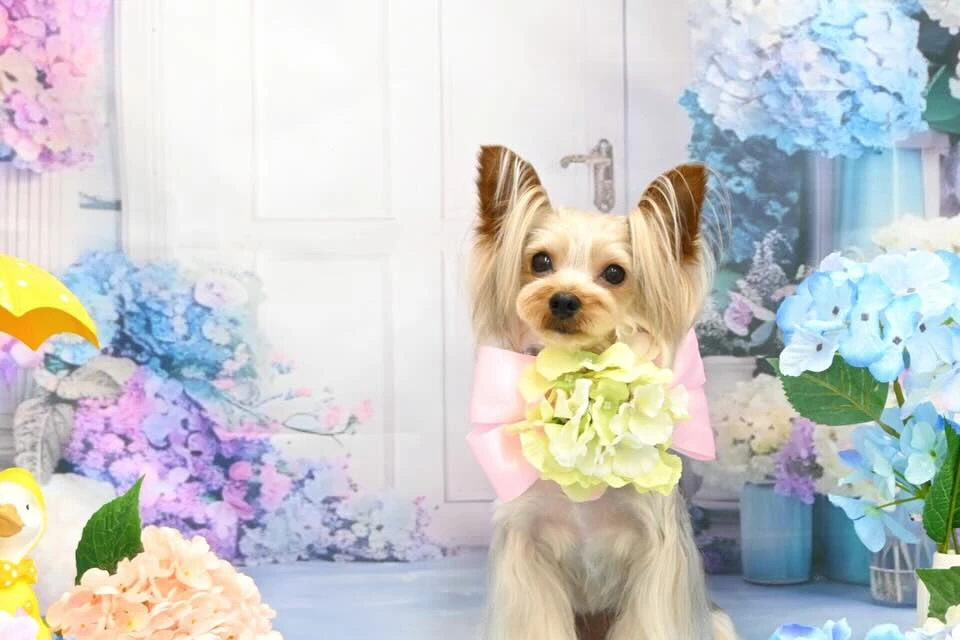ブログ