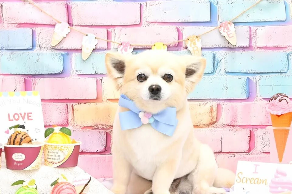 ブログ