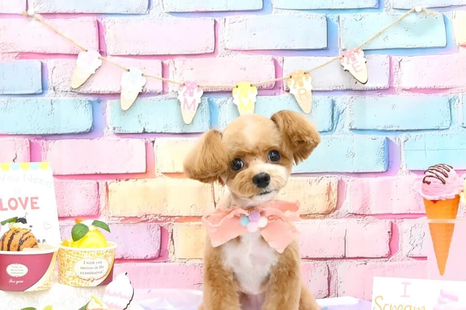 ブログ