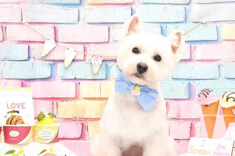 ブログ