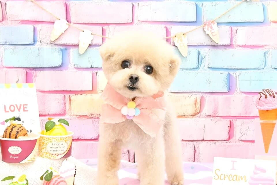 ブログ