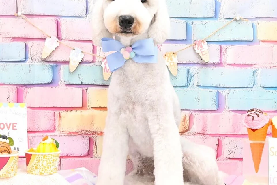 ブログ