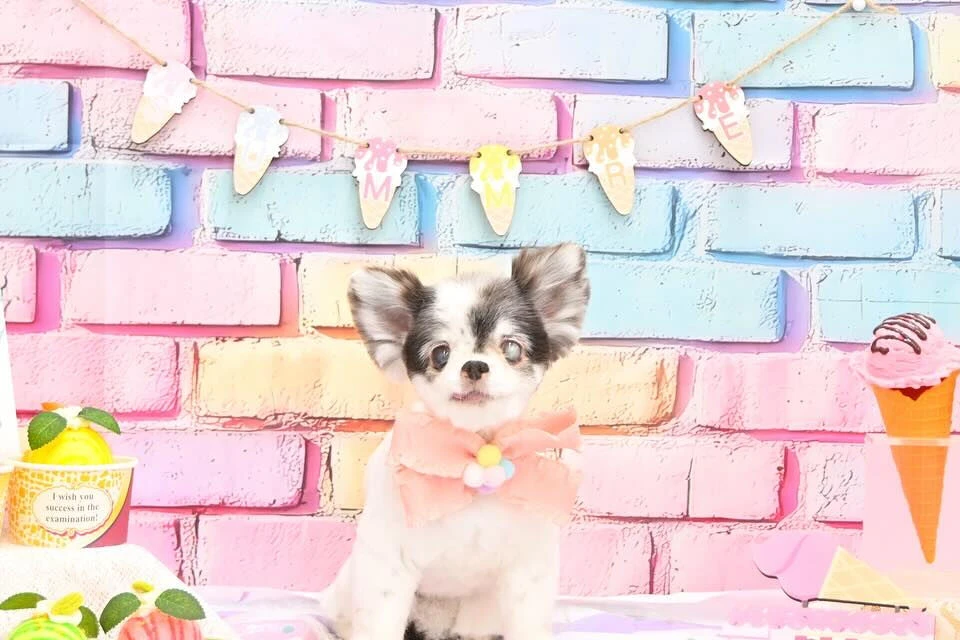 ブログ