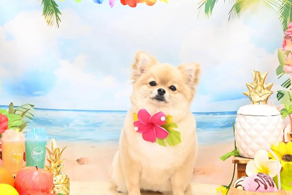 ブログ