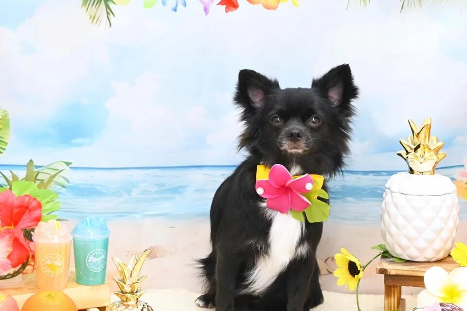 ブログ