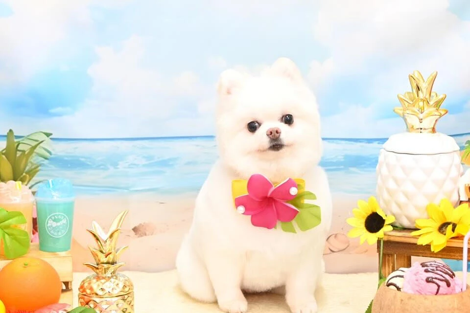 ブログ
