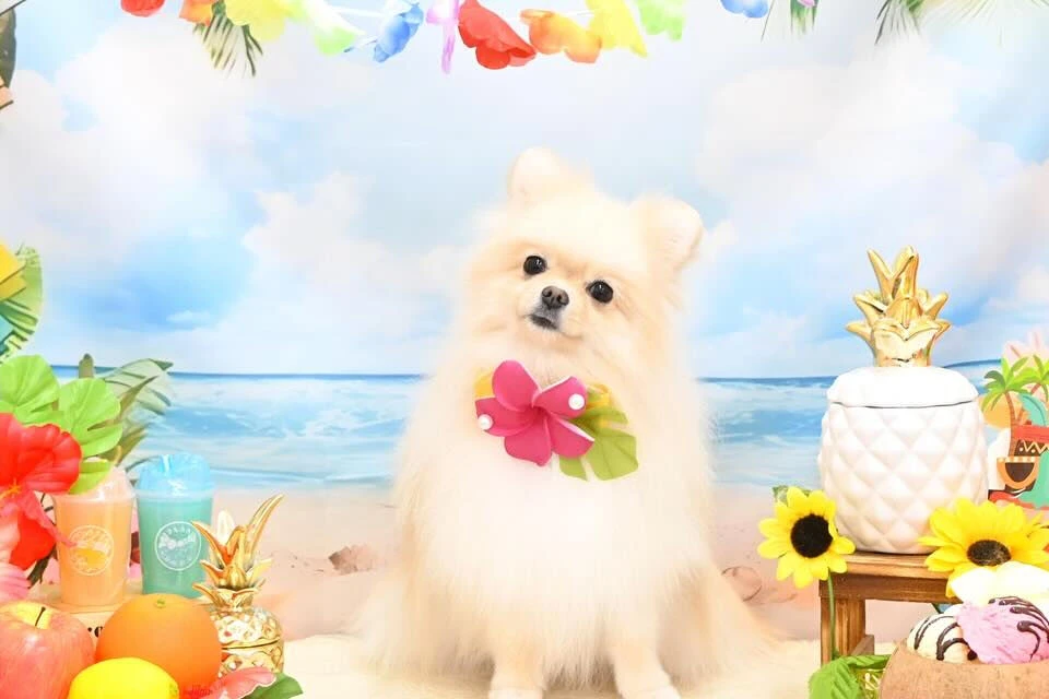 ブログ