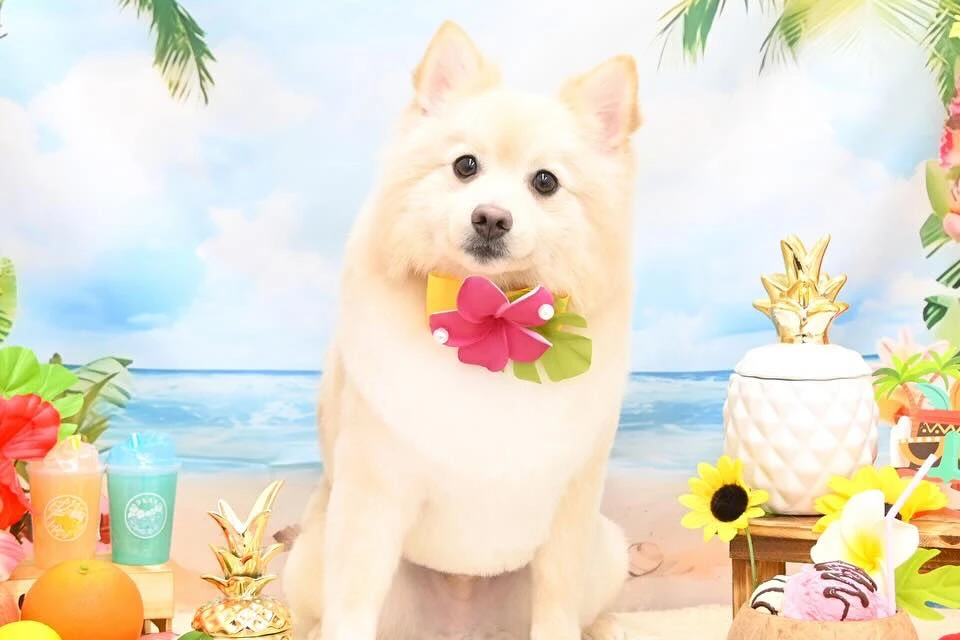 ブログ