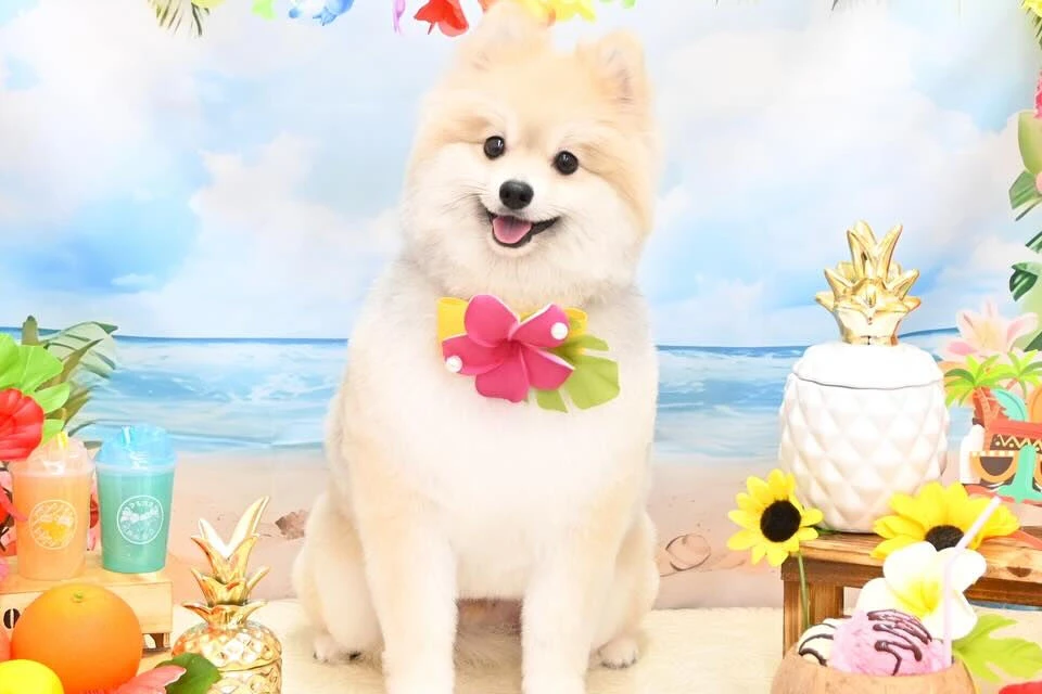 ブログ