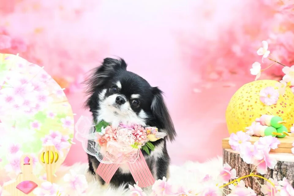 ブログ