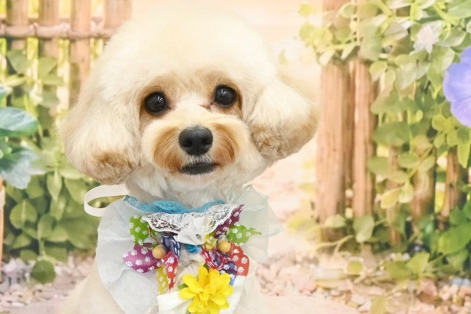 ブログ