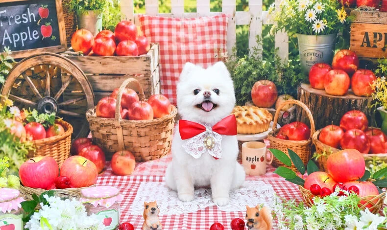 画像3614：ポメラニアン