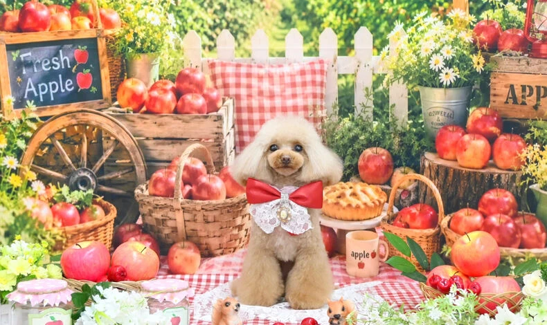 画像3618：プードルカット