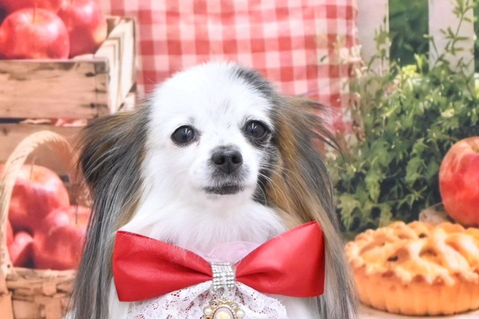 ブログ