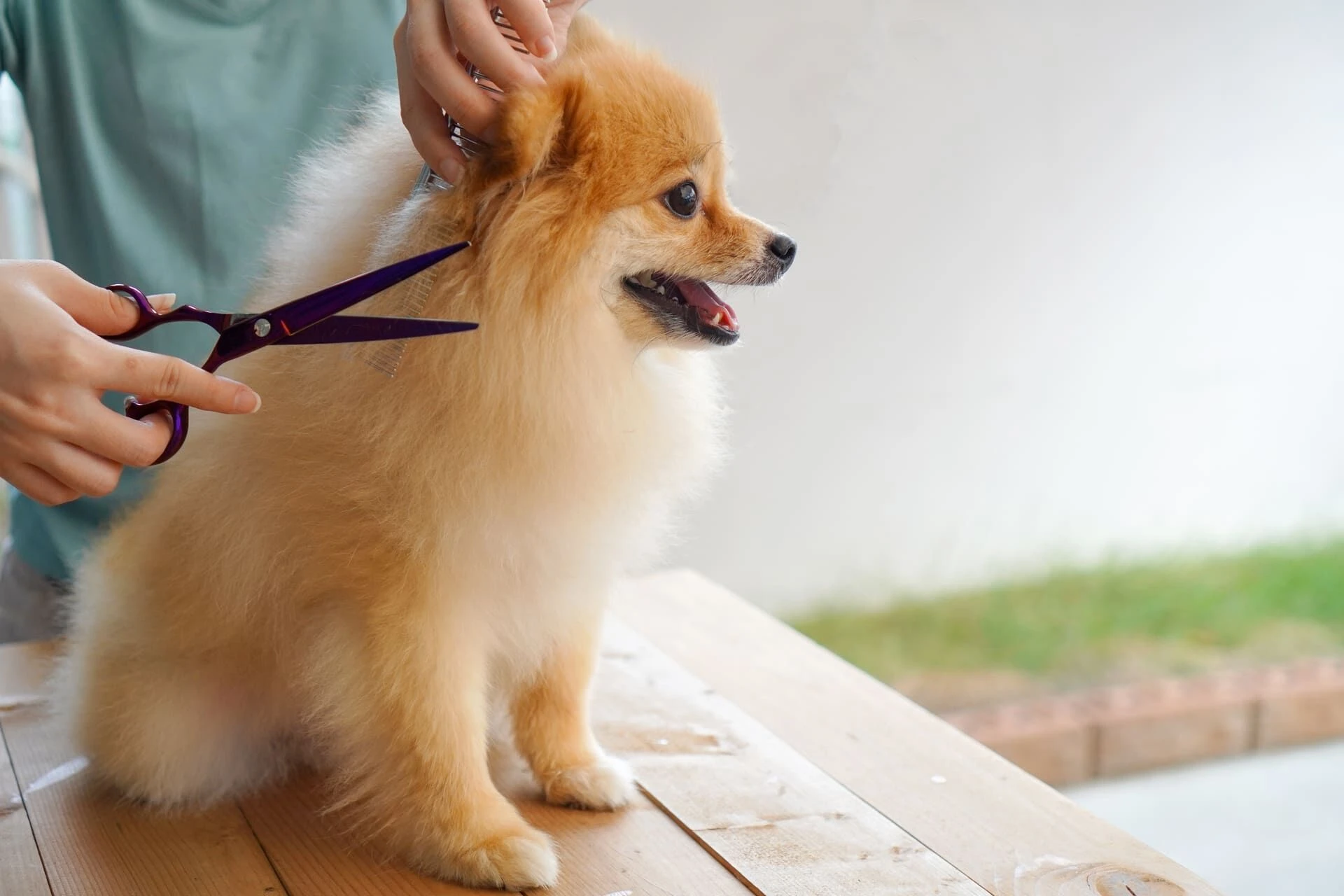 小型犬