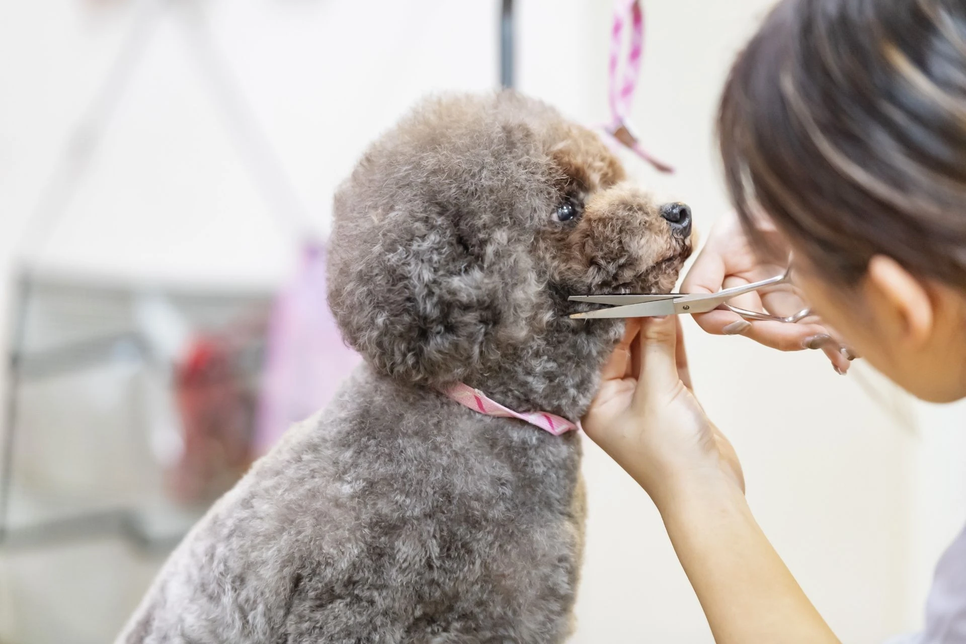 中型犬
